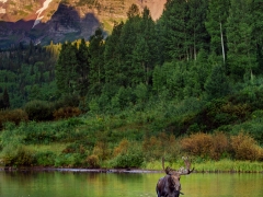 Moose_web
