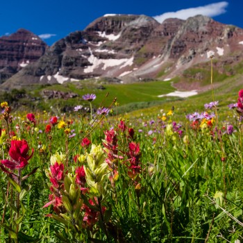 summer scenics